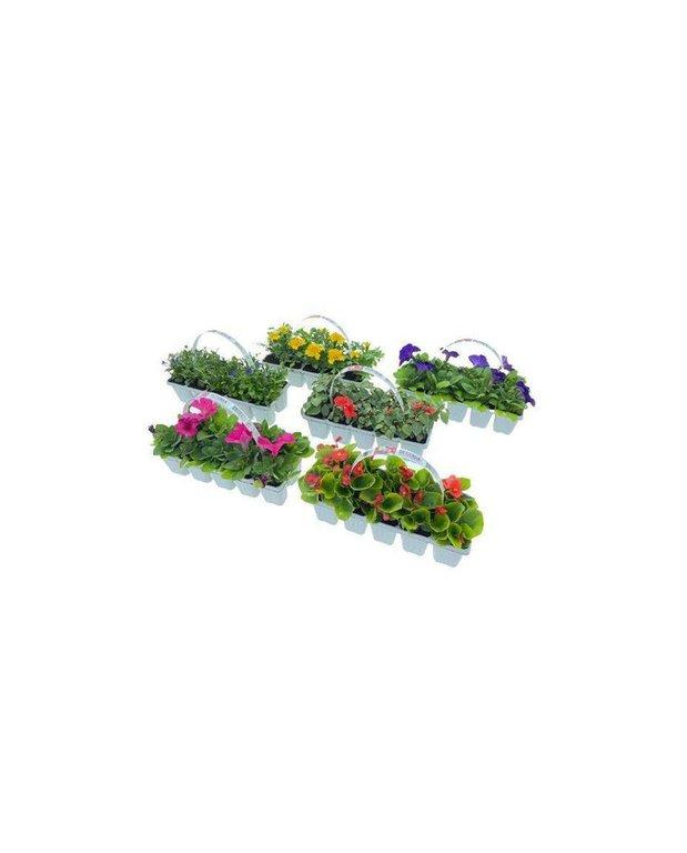 Mixed Flower Seedlings Minipack